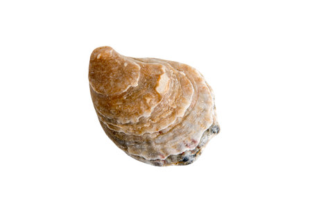 A clam shell on a white isolated backgroundの写真素材