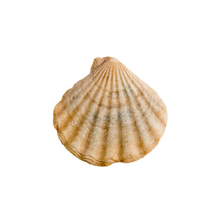 Beautiful marine clam shell on a white isolated backgroundの写真素材
