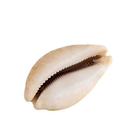 Beautiful marine clam shell on a white isolated backgroundの写真素材