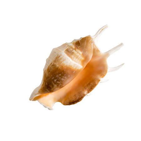 Large sea shell on a white isolated backgroundの写真素材