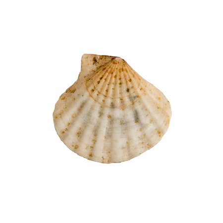 Beautiful marine clam shell on a white isolated backgroundの写真素材