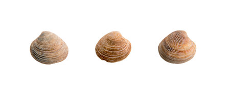 A set of clam shells on a white isolated backgroundの写真素材