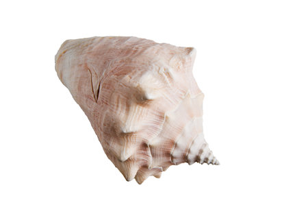 Large sea shell on a white isolated backgroundの写真素材