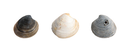 A set of clam shells on a white isolated background