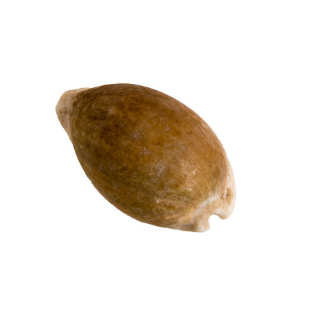 Beautiful marine clam shell on a white isolated backgroundの写真素材