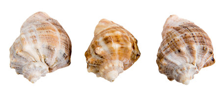 A set of three seashells on a white isolated backgroundの写真素材