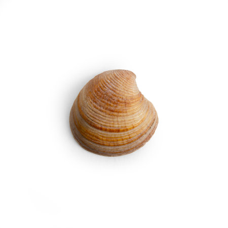 Beautiful marine clam shell on a white isolated backgroundの写真素材