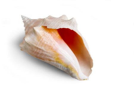 Large sea shell on white backgroundの写真素材
