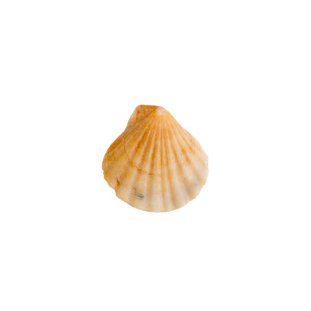 Beautiful marine clam shell on a white isolated backgroundの写真素材