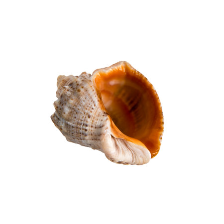 Large sea shell on a white isolated backgroundの写真素材