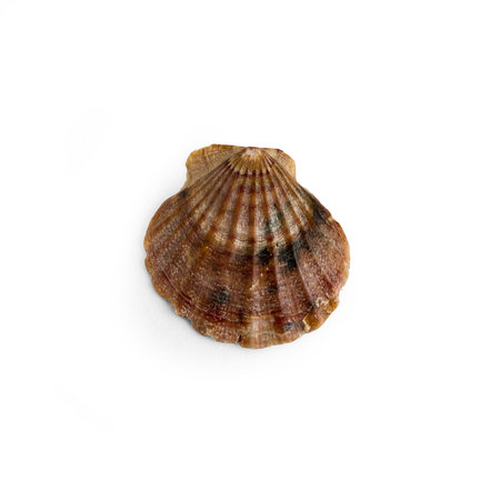 Beautiful marine clam shell on a white isolated backgroundの写真素材