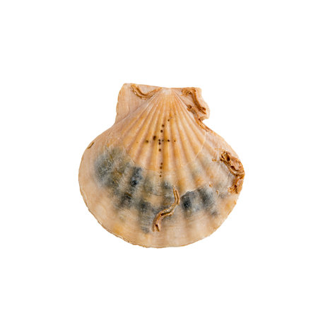 Marine clam shell on a white isolated backgroundの写真素材