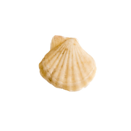 A clam shell on a white isolated backgroundの写真素材