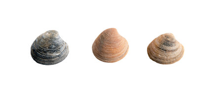 A set of clam shells on a white isolated backgroundの写真素材