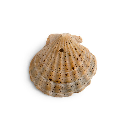 Beautiful marine clam shell on a white isolated backgroundの写真素材