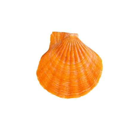 Beautiful marine clam shell on a white isolated backgroundの写真素材
