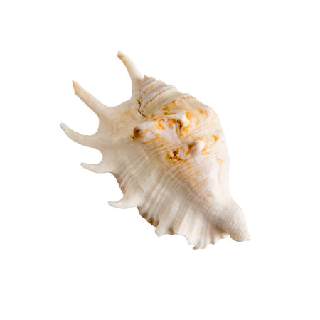 Large sea shell on a white isolated backgroundの写真素材