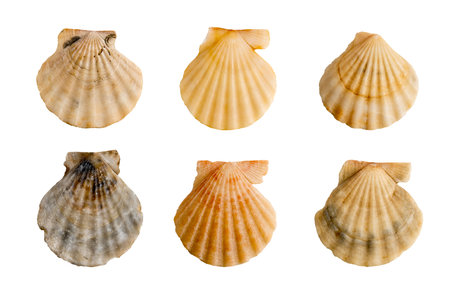 set of clam shells on a transparent backgroundの写真素材