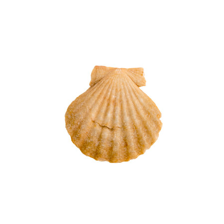 Beautiful marine clam shell on a white isolated backgroundの写真素材
