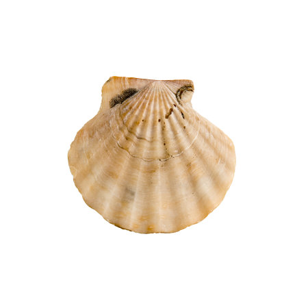 A clam shell on a white isolated backgroundの写真素材
