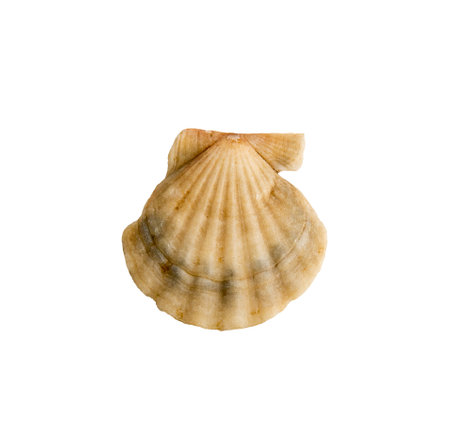 A clam shell on a white isolated backgroundの写真素材