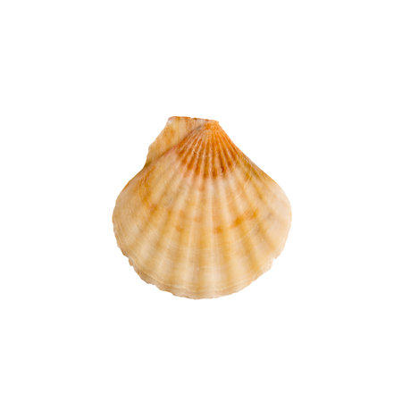 A clam shell on a white isolated backgroundの写真素材