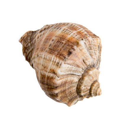 Large sea shell on a white isolated backgroundの写真素材