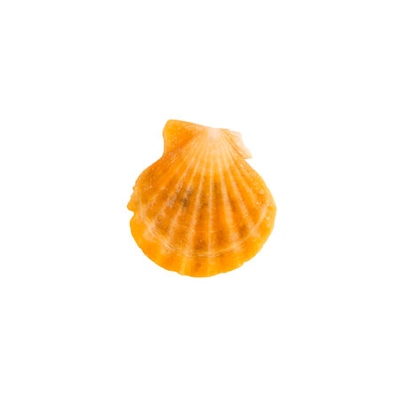 Beautiful marine clam shell on a white isolated backgroundの写真素材