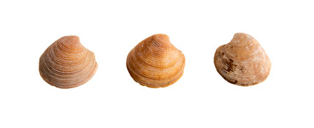 A set of clam shells on a white isolated backgroundの写真素材