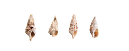 A set of sea shells on a white isolated backgroundの写真素材