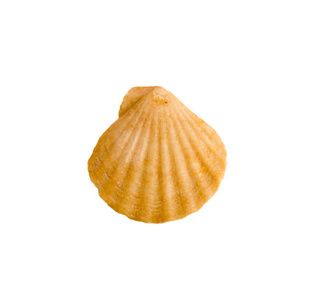 A clam shell on a white isolated backgroundの写真素材