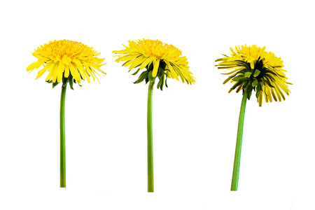 Yellow dandelion flower isolated on white background, clipping path included