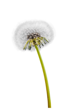 Dandelion flower isolated on white background with clipping path included.の写真素材
