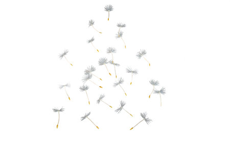 Dandelion seeds on a white background. 3d rendering, 3d illustration.の写真素材