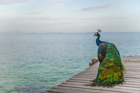 peacock beside the seaの写真素材