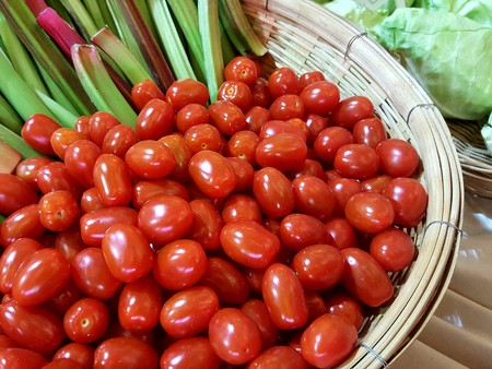 Cherry Tomatoes / Tomato Red Ganetの写真素材