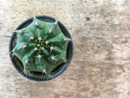 Cactus in a pot and wooden tableの素材