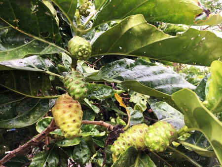 Close up view of fresh noni fruit