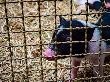 Pig in the cageの写真素材