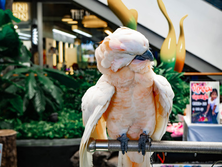White parrotの写真素材