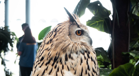 White owl orange eyeの写真素材
