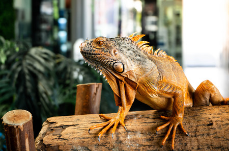 Iguana iguana on woodの写真素材