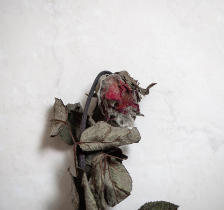 Dry rose moldの写真素材
