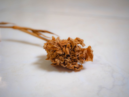 Dry flower moldの写真素材