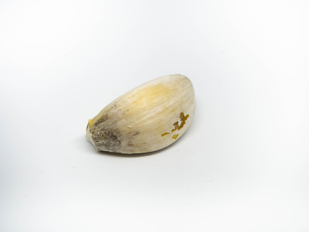 Garlic isolated on white backgroundの写真素材