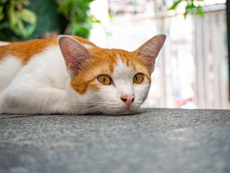 Beautiful short hair cat lying on the bed at street road,Thailandの写真素材