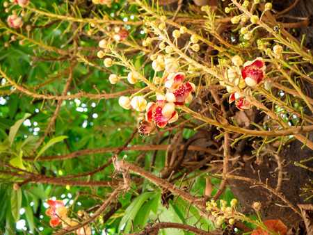 Flower name is Shorea robusta in temple, Bangkok, Thailand. Beauty, leaf.の写真素材