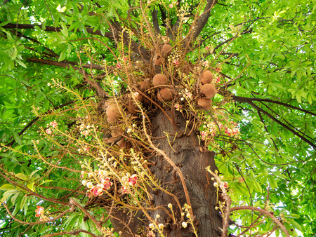 Flower name is Shorea robusta in temple, Bangkok, Thailand. Beauty, leaf.の写真素材