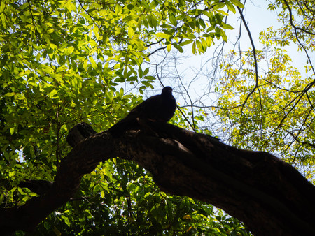 Columba livia is standing on the Tree,Bangkok,Thailandの写真素材