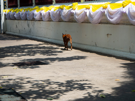Running dog beside the temple,Bangkok,Thailandの写真素材